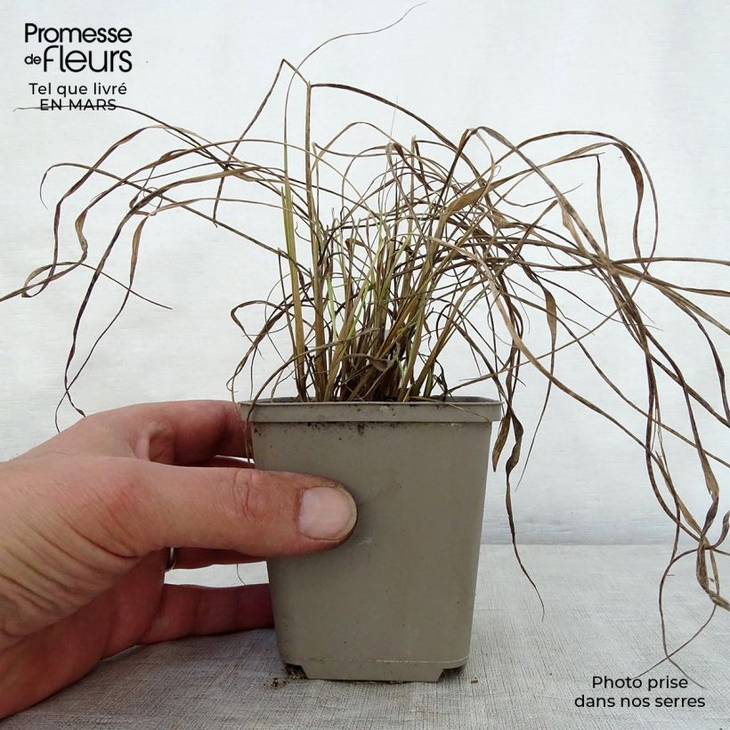 Amostra de Sorghastrum nutans Sioux Blue Vaso de 8/9 cm tal como entregue na primavera