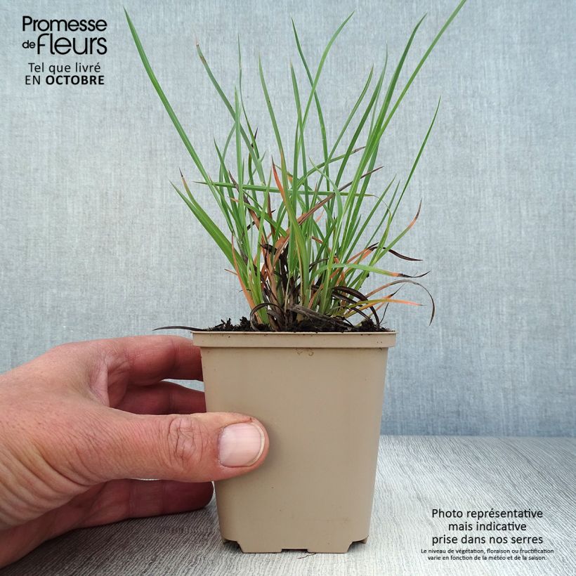 Amostra de Sorghastrum nutans Sioux Blue Vaso de 8/9 cm tal como entregue no outono