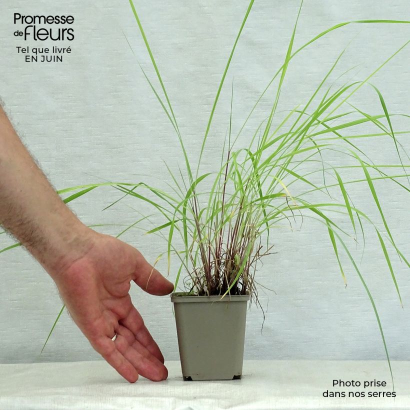Amostra de Sorghastrum nutans Sioux Blue Vaso de 8/9 cm tal como entregue no verão