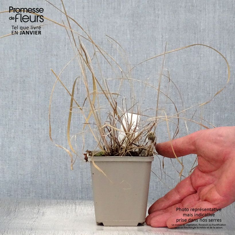 Amostra de Sorghastrum nutans Sioux Blue - Herbe des Indiens Vaso de 8/9 cm tal como entregue no inverno