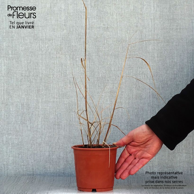 Amostra de Sorghastrum nutans Sioux Blue - Herbe des Indiens Vaso de 1 L/1,5 L tal como entregue no inverno
