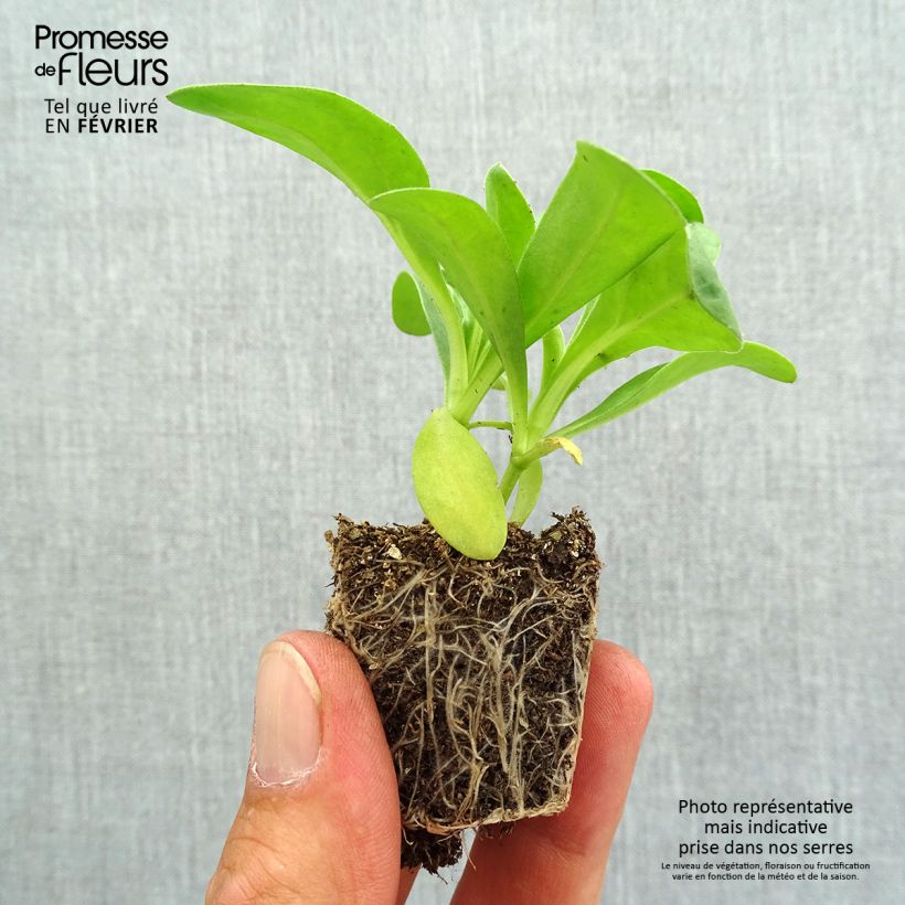 Amostra de Souci des jardins Gitane Yellow - Calendula officinalis Jardimotte : motte 3,8 cm x 3,2 cm en plaque de culture par 16 tal como entregue no outono