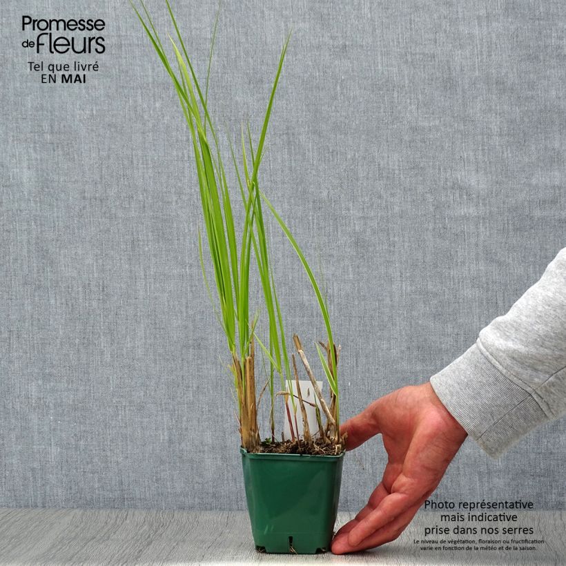 Amostra de Spartina pectinata Aureomarginata Vaso de 8/9 cm tal como entregue na primavera