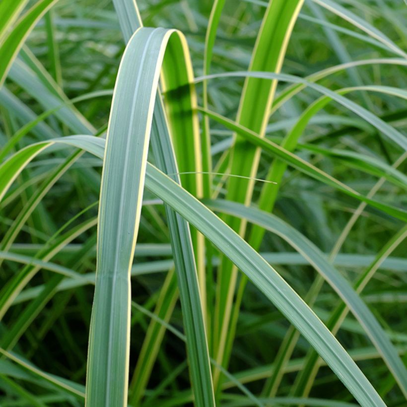 Spartina pectinata Aureomarginata (Folhagem)