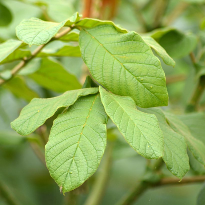 Spathodea campanulata (Folhagem)