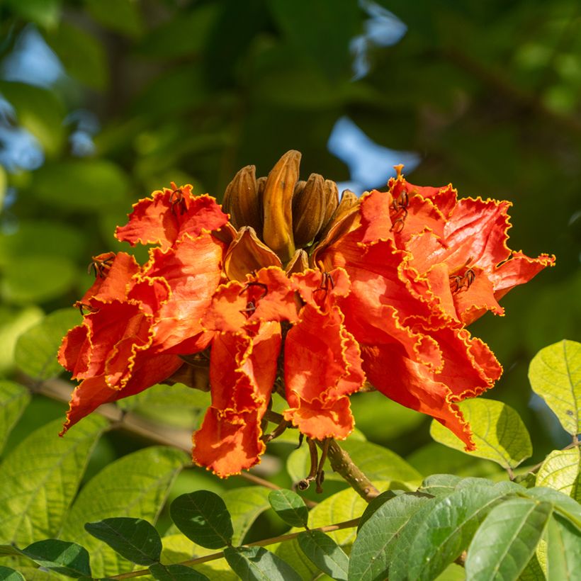 Spathodea campanulata (Floração)