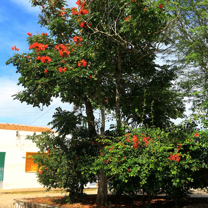 Spathodea campanulata (Hábito)