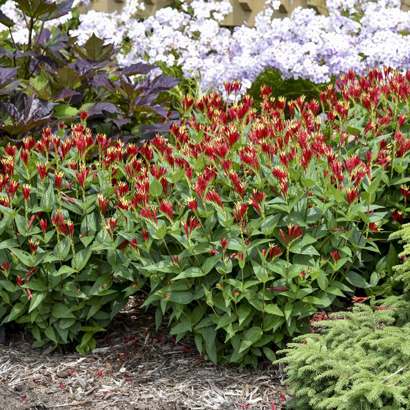 Spigelia marilandica Little Red Head (Hábito)
