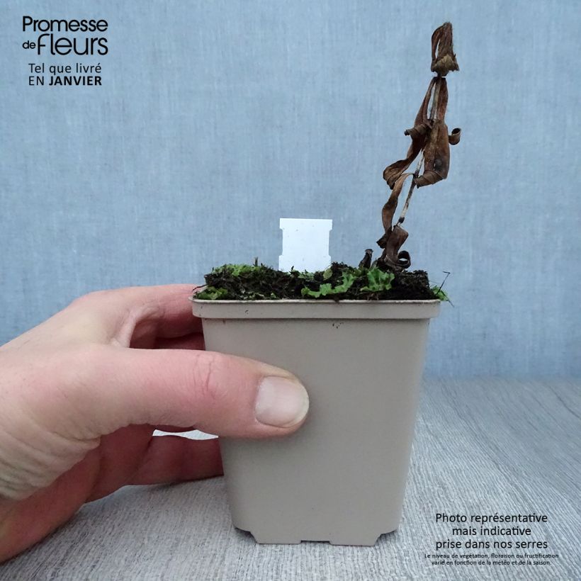 Amostra de Spigelia marilandica - Spigélie du Maryland Godet de 8/9 cm tal como entregue no inverno