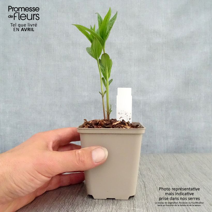 Amostra de Spigelia marilandica Vaso de 8/9 cm tal como entregue na primavera