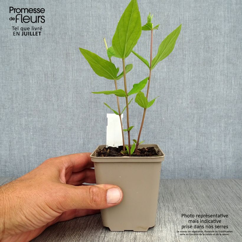 Amostra de Spigelia marilandica Vaso de 8/9 cm tal como entregue no verão