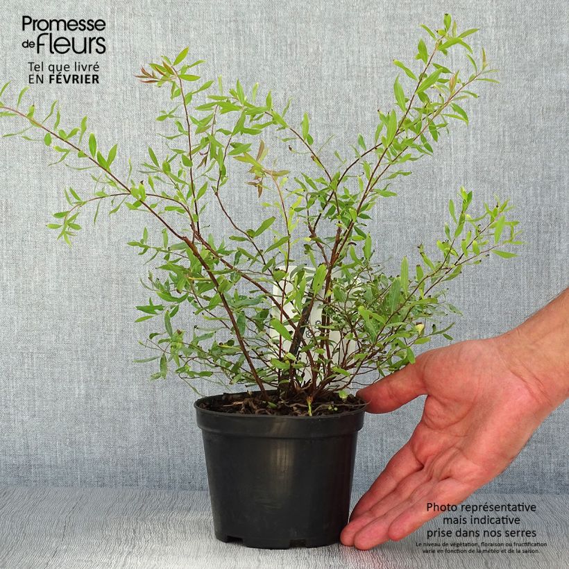 Amostra de Spiraea arguta Vaso de 1 L/1,5 L tal como entregue no outono