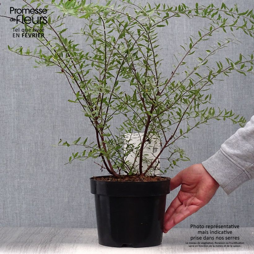 Amostra de Spiraea arguta Vaso de 3 L/4 L tal como entregue no outono