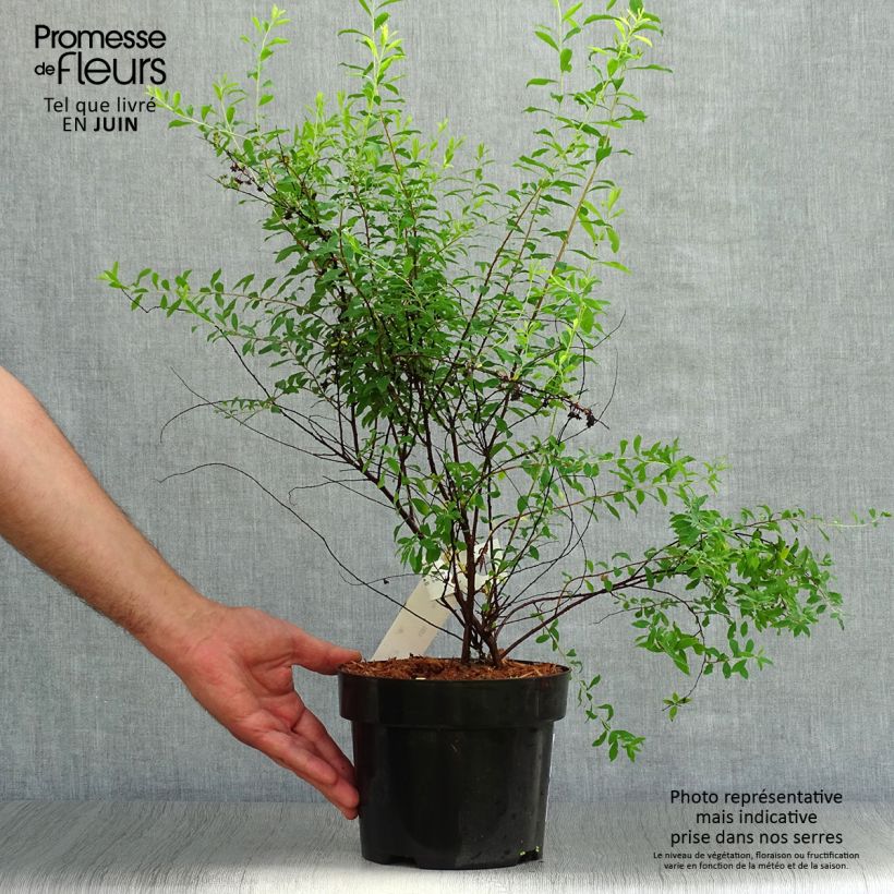 Amostra de Spiraea arguta Vaso de 3 L/4 L tal como entregue no verão