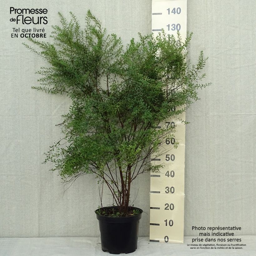Amostra de Spiraea arguta Vaso de 7,5 L/10 L tal como entregue no outono
