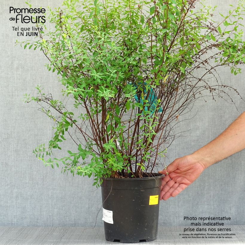 Amostra de Spiraea arguta Vaso de 7,5 L/10 L tal como entregue no verão