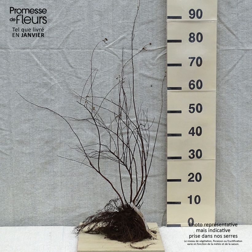 Amostra de Spiraea arguta - Spirée blanche Raízes nuas tal como entregue no inverno