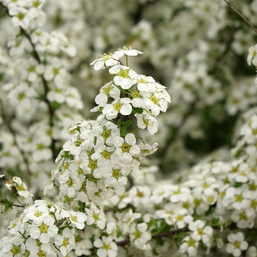 Spiraea arguta (Floração)