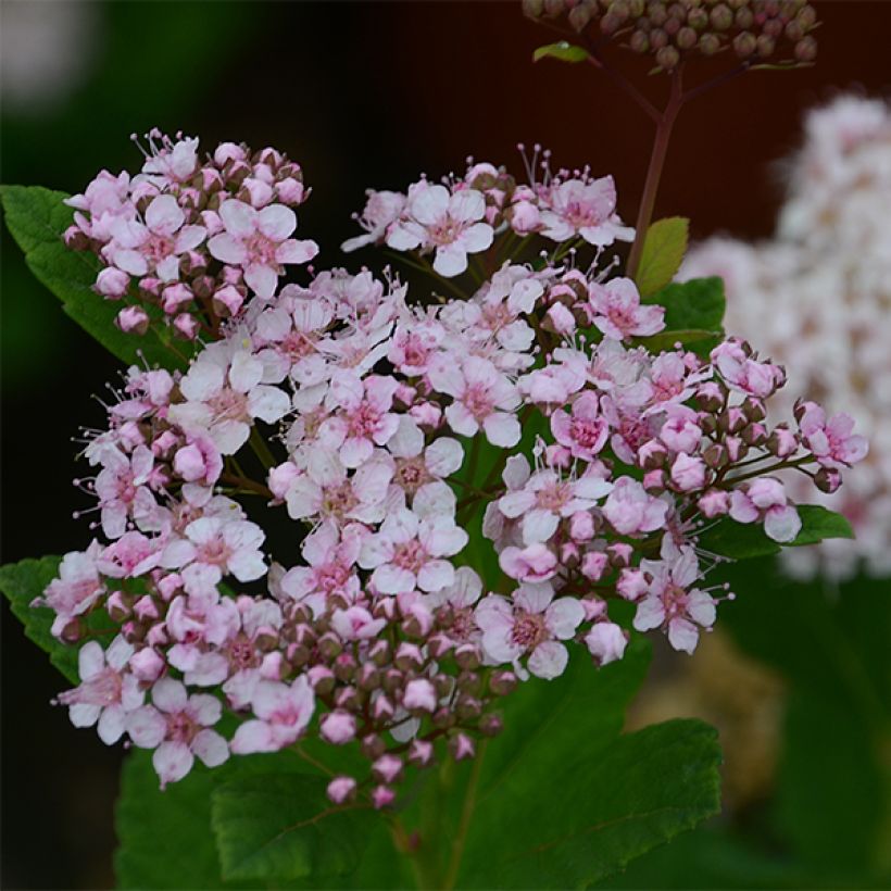 Espireia Pink Sparkler - Spiraea betulifolia (Floração)