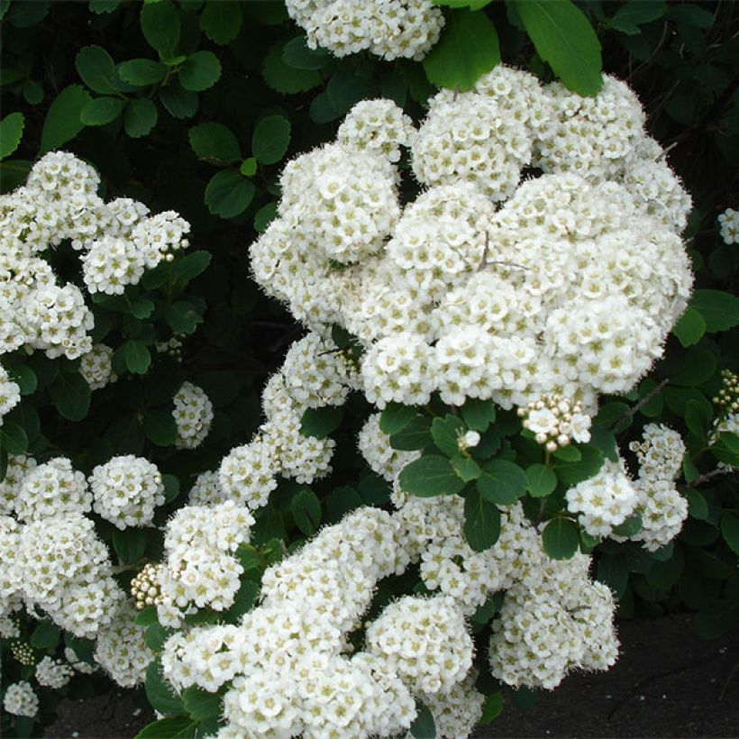 Espireia Tor - Spiraea betulifolia (Floração)