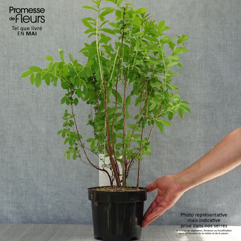 Amostra de Spiraea billardii Vaso de 3 L/4 L tal como entregue na primavera