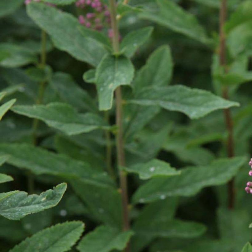 Spiraea billardii (Folhagem)