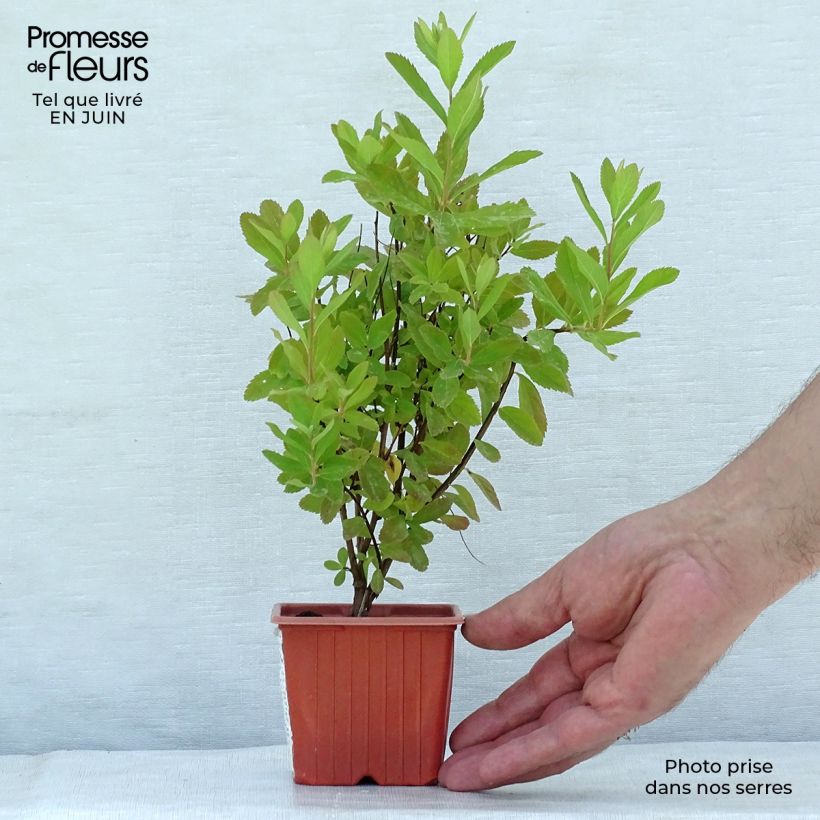 Amostra de Spiraea billardii Vaso de 8/9 cm tal como entregue no verão