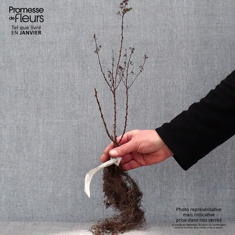 Amostra de Spiraea billardii - Spirée Raízes nuas tal como entregue no inverno
