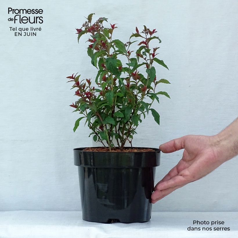 Amostra de Spiraea bumalda Superstar Vaso de 3 L/4 L tal como entregue no verão