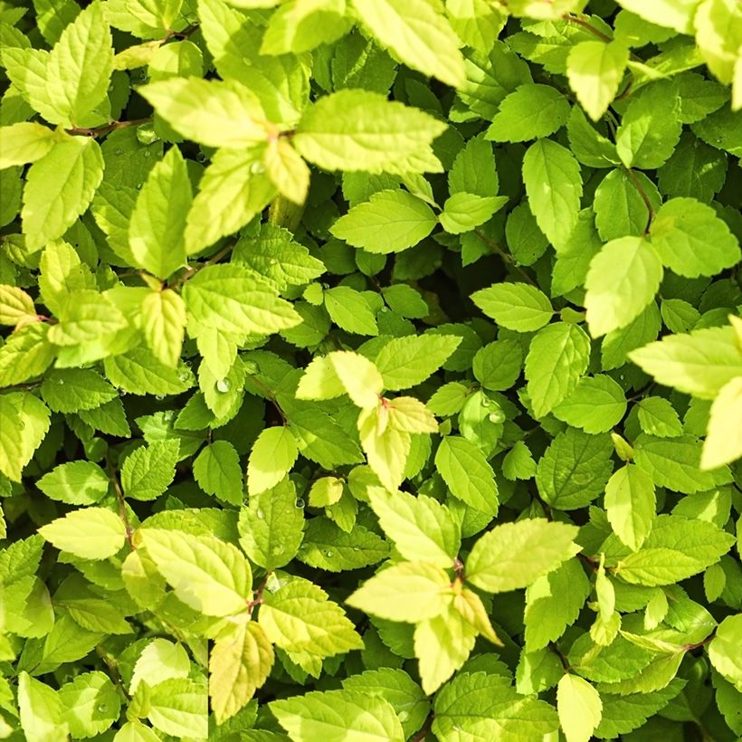 Spiraea chamaedryfolia (Folhagem)