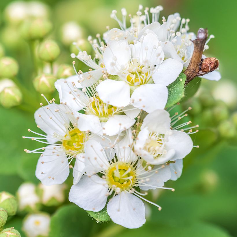 Spiraea chamaedryfolia (Floração)