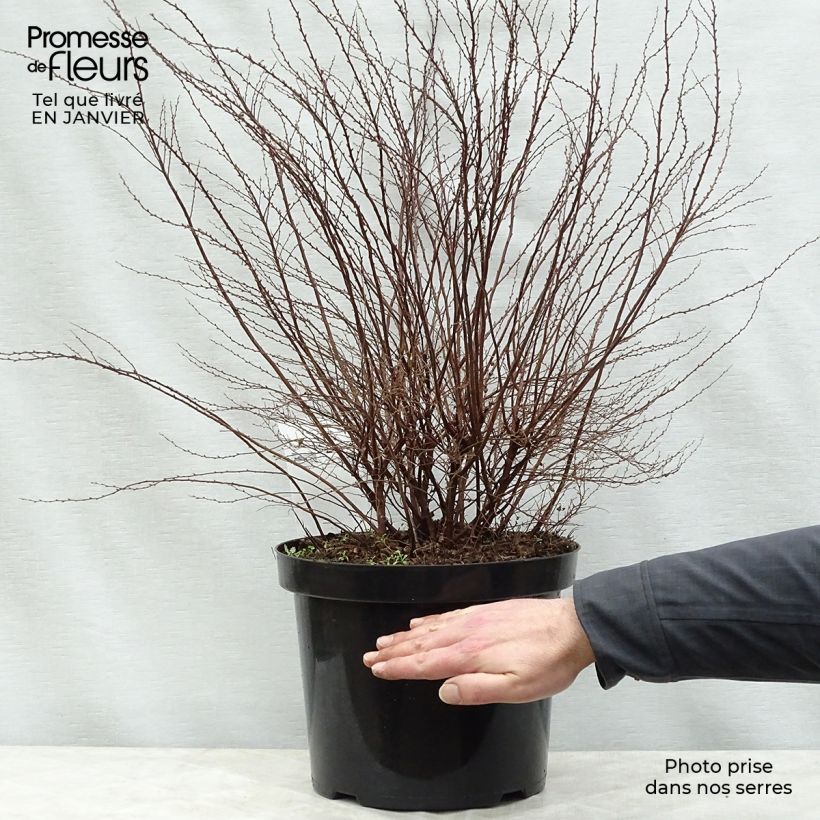 Amostra de Spiraea cinerea Graciosa-Spirée dentelée Vaso de 7,5 L/10 L tal como entregue no inverno