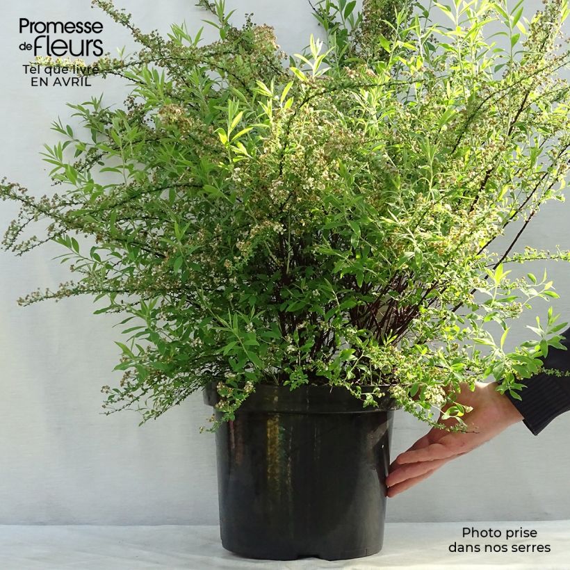 Amostra de Spiraea cinerea Graciosa Vaso de 7,5 L/10 L tal como entregue na primavera