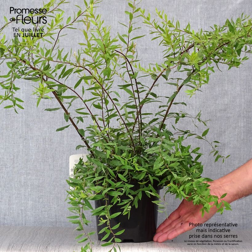 Amostra de Spiraea cinerea Graciosa Vaso de 2 L/3 L tal como entregue no verão
