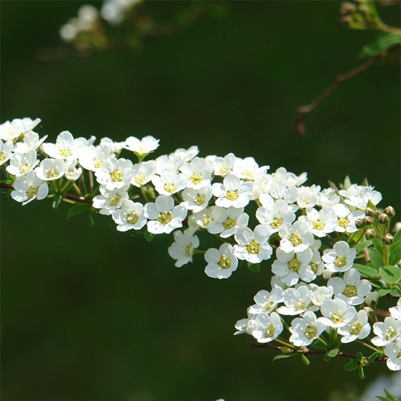 Spiraea cinerea Grefsheim (Floração)