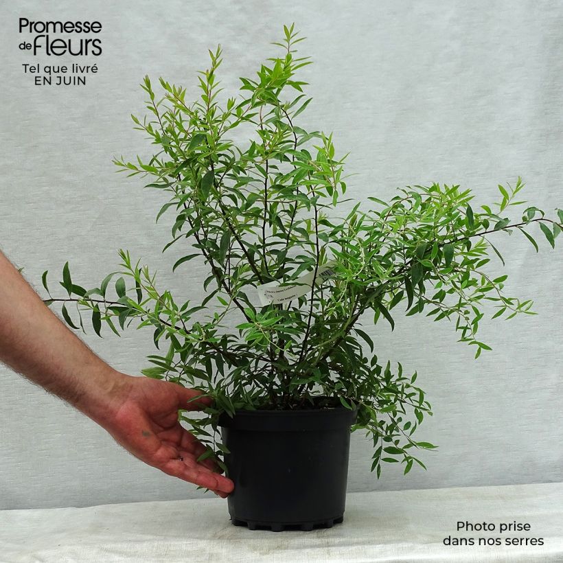 Amostra de Spiraea cinerea Grefsheim Vaso de 3 L/4 L tal como entregue no verão