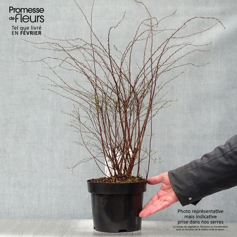 Amostra de Spiraea cinerea Grefsheim Vaso de 3 L/4 L tal como entregue no inverno