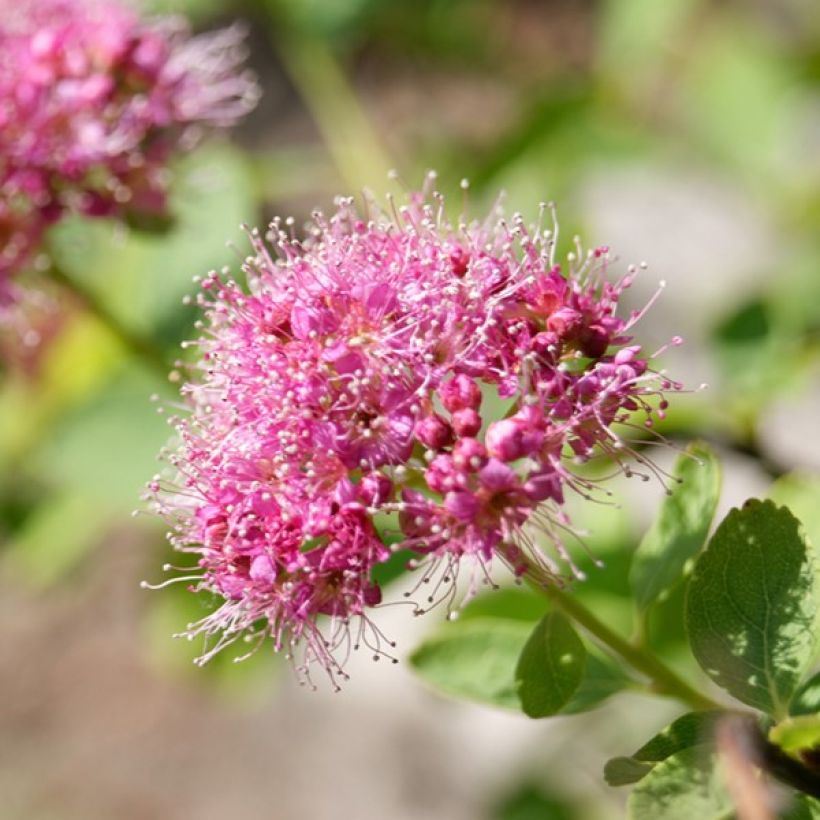 Spiraea densiflora (Floração)