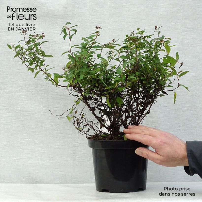 Amostra de Espireia-japonesa Anthony Waterer - Spiraea japonica Vaso de 3 L/4 L tal como entregue no inverno