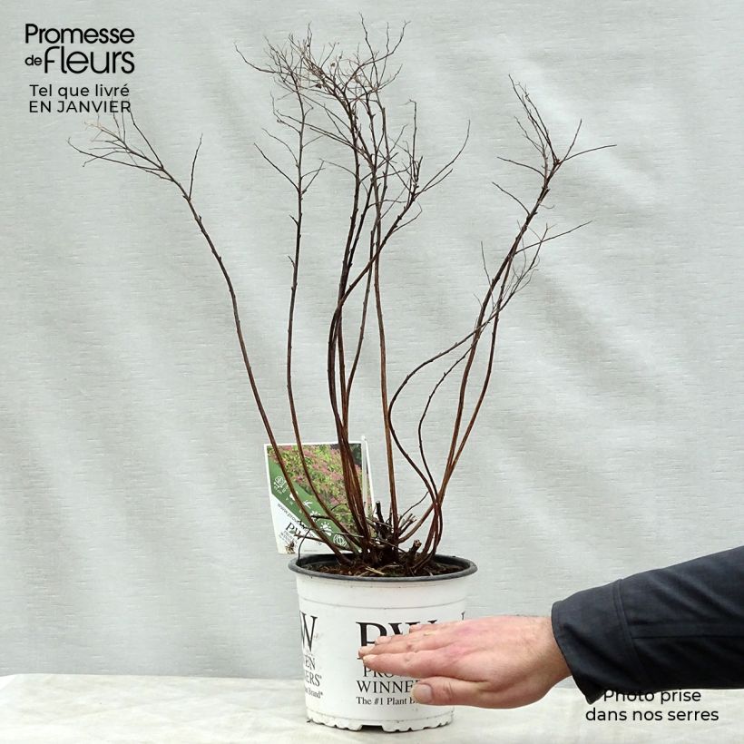 Amostra de Spirée japonaise Double Play Gold - Spiraea japonica Vaso de 2 L/3 L tal como entregue no inverno