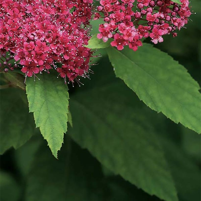 Espireia-japonesa Double Play Red - Spiraea japonica (Folhagem)