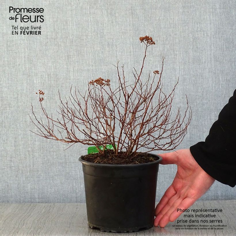 Amostra de Spiraea japonica Merlo Green - Spirée japonaise Vaso de 2 L/3 L tal como entregue no inverno