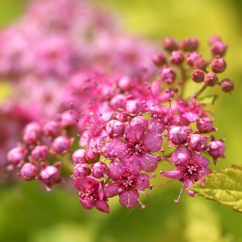 Espireia-japonesa Pink & Gold - Spiraea japonica (Floração)