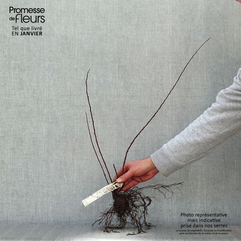 Amostra de Espireia June Bride - Spiraea nipponica Raízes nuas tal como entregue no inverno