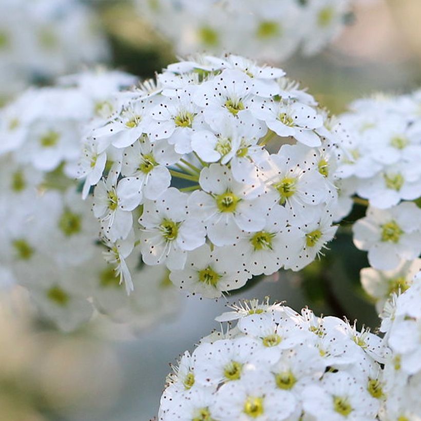 Espireia June Bride - Spiraea nipponica (Floração)