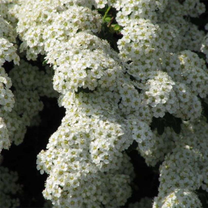 Espireia Snowmound - Spiraea nipponica (Floração)