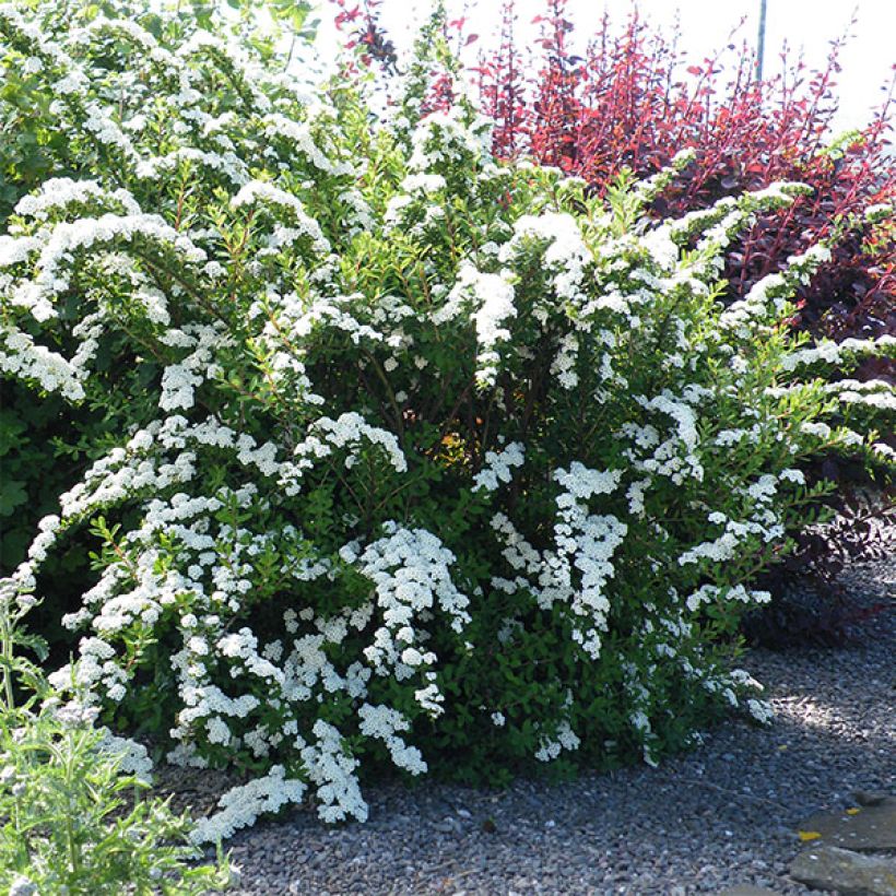 Espireia Snowmound - Spiraea nipponica (Hábito)