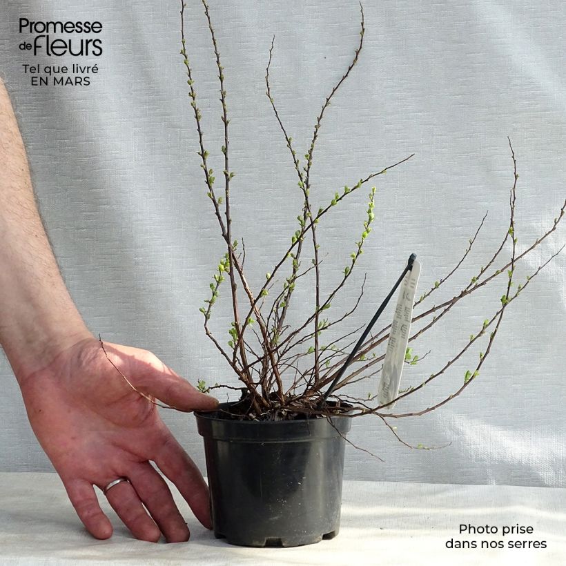 Amostra de Espireia Snowmound - Spiraea nipponica Vaso de 1 L/1,5 L tal como entregue na primavera