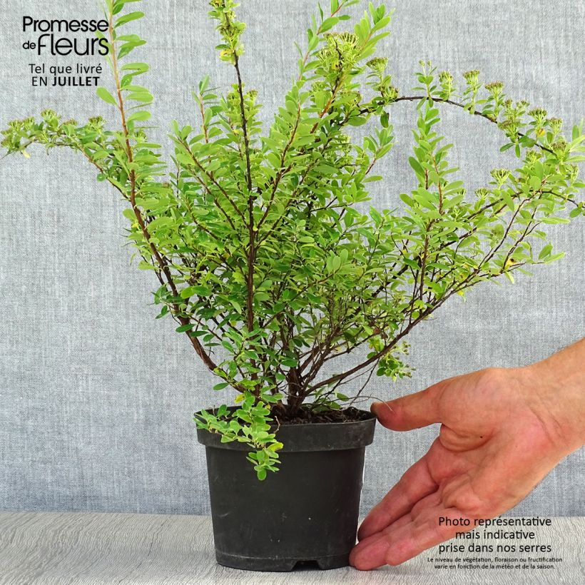 Amostra de Espireia Snowmound - Spiraea nipponica Vaso de 1 L/1,5 L tal como entregue no verão