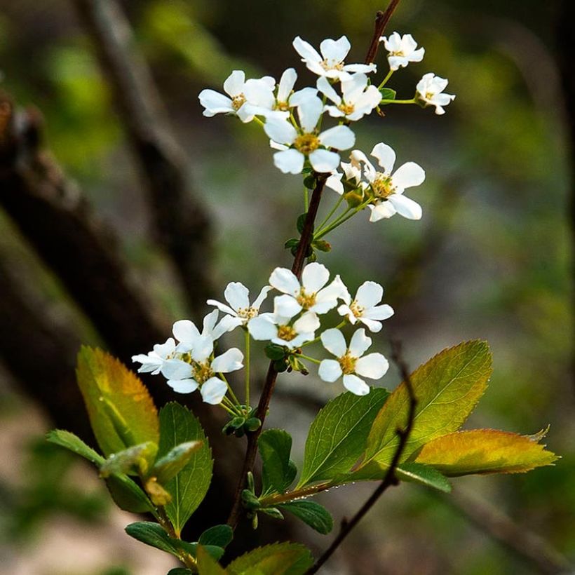 Spiraea prunifolia (Floração)
